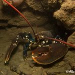 Common lobster