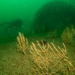 Hard corals on the wreck of the Persier