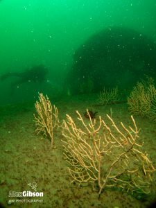 Hard corals on the wreck of the Persier