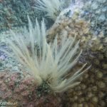 Hydroids & jewel anemones (Pen Wyn, Porthkerris/Farah Colchester)