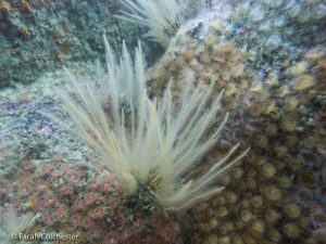 Hydroids & jewel anemones (Pen Wyn, Porthkerris/Farah Colchester)