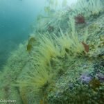 Hydroids & jewel anemones (Pen Wyn, Porthkerris/Farah Colchester)