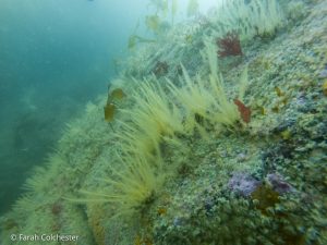 Hydroids & jewel anemones (Pen Wyn, Porthkerris/Farah Colchester)