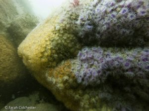 Jewel anemones (Pen Wyn, Porthkerris/Farah Colchester)