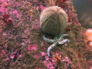 Sea urchin and starfish (Porthkerris/Caio Goodman)